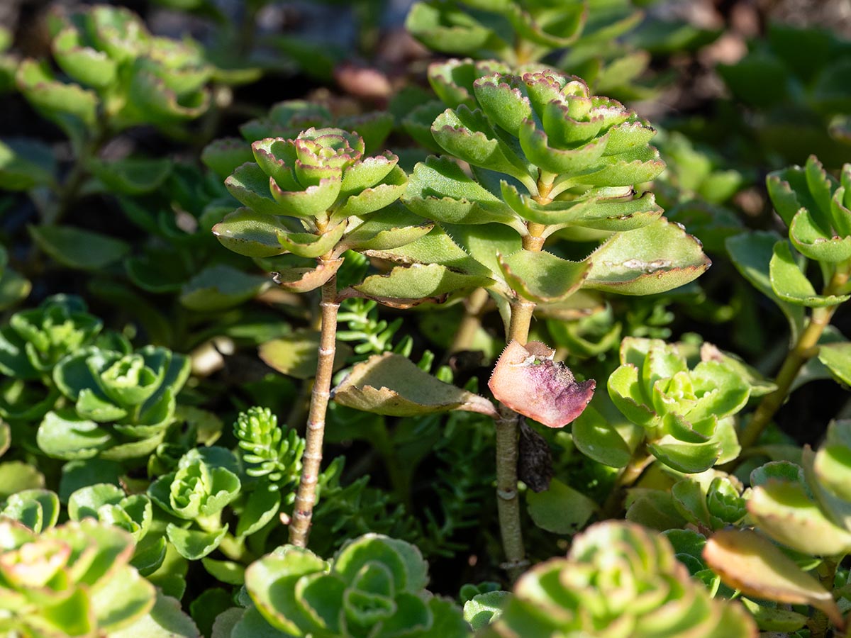 Habitus